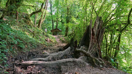 Yew-boxwood grove in Sochi. Deep forest. Russia