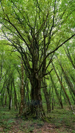Nice big tree tree, yew-boxwood grove in Sochi, Russiaの写真素材