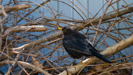 black bird perched on a branch, Sochiの写真素材