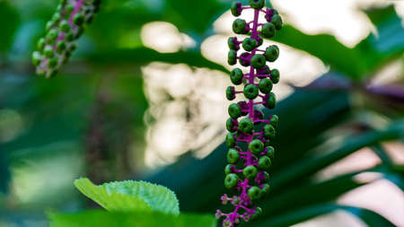 wild plant Phytolacca americana in Sochi, Russiaの写真素材