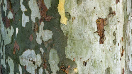 Close up of Sycamore tree. Natural texture background, Sochi, Russiaの写真素材