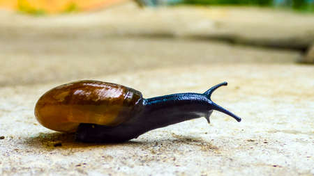 Grape snail closeup in the garden, Sochi, Russia