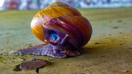 Grape snail closeup in the garden, Sochi, Russiaの写真素材