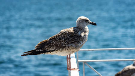 Seagull sits on the bar in Istambul, Turkey