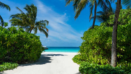 Tropical island with coconut palm trees on sandy beach. Maldives, Indian Oceanの写真素材