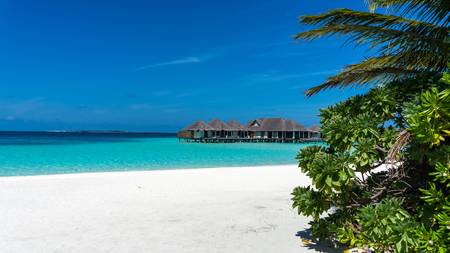 Tropical island with coconut palm trees on sandy beach. Maldives, Indian Oceanの写真素材