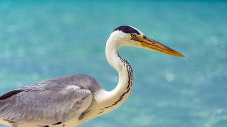 Nice heron on white beach in Maldives.の写真素材