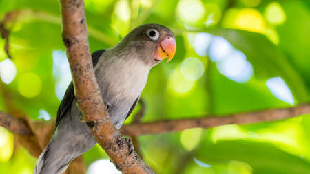 Cute parrot in tropical forest. Maldives. Wild natureの写真素材