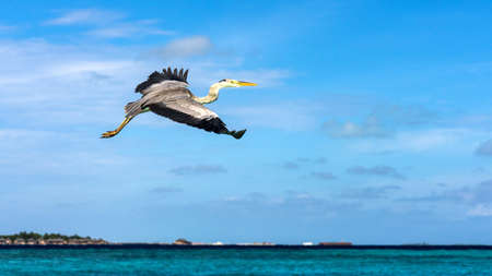 Heron flying over the beach in Maldivesの写真素材
