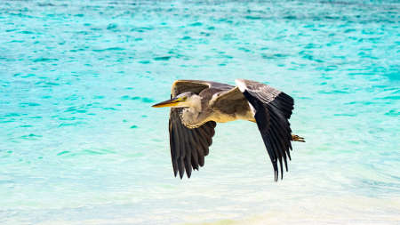 Heron flying over the beach in Maldivesの写真素材