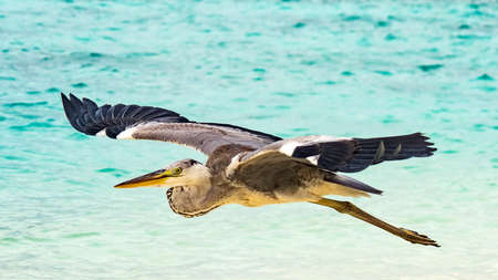 Heron flying over the beach in Maldivesの写真素材