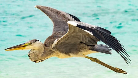 Heron flying over the beach in Maldivesの写真素材