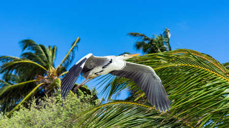 Heron flying over the beach in Maldivesの写真素材