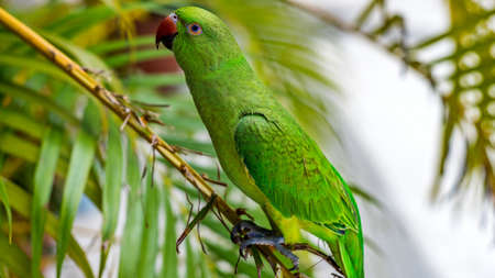 Eclectus parrot on the Island. Maldives