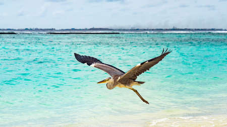 Heron flying over the beach in Maldives