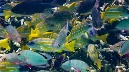 Blue banded snapper, Bigeye emperor, Maldives