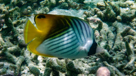 Auriga Butterflyfish, Threadfin Butterflyfish, Indian Ocean Maldives