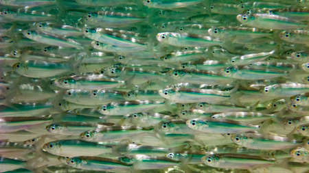 School of Striated fusilier fish (Caesio striata), Indian Ocean, Maldives