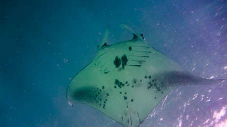 Manta ray in the blue water of the Indian ocean, Maldives