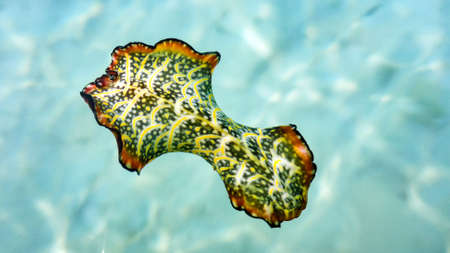 Colorful nudibranch sea slug hovering, spanish dancer, Maldives