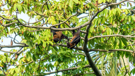 Fruit bat, flying fox (flying dog) hanging upside on a tree, Maldives