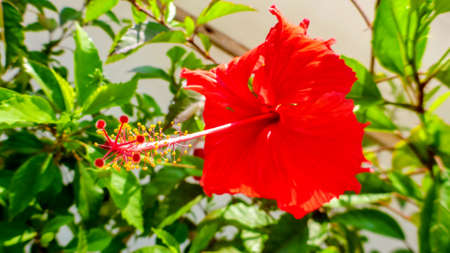 Bright red hibiscus flower in the Maldivesの写真素材