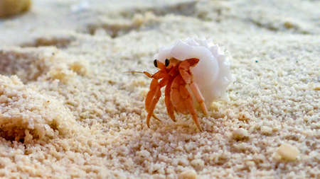 a close-up of the little hermit crab, Maldives