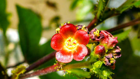 Cute flowers and green leaves. Island in Maldives