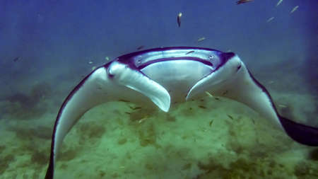 Manta ray in the blue water of the Indian ocean, Maldivesの写真素材