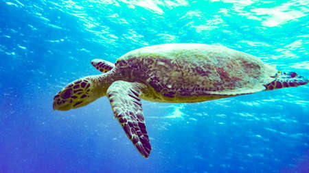 Hawksbill sea turtle in lagoon of Indian Ocean, Maldives