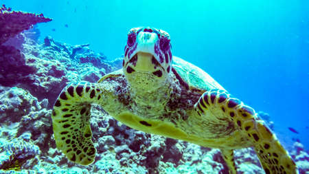 Hawksbill sea turtle in lagoon of Indian Ocean, Maldivesの写真素材