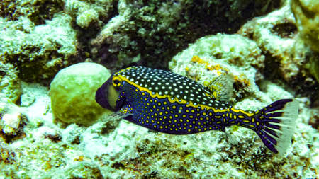 boxfish (Ostracion cubicus) in the Maldivesの写真素材