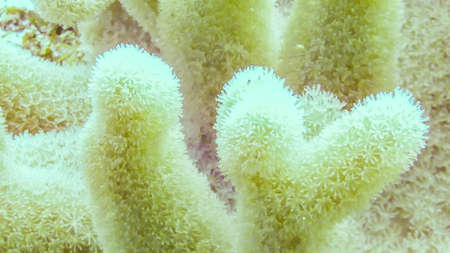 Coral reef with white Pulsing polyp, Maldives