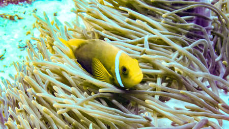 Anemonefish hiding in its anemone, Maldives