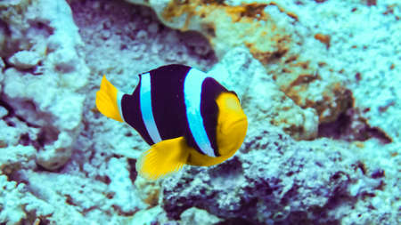 Nemo, clownfish over an anemone Maldivesの写真素材