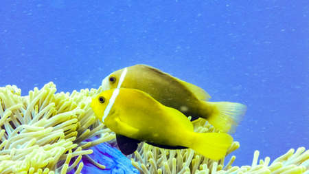 Nemo, anemonefish close up Maldivesの写真素材
