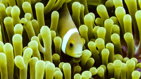 Nemo, anemonefish close up Maldivesの写真素材
