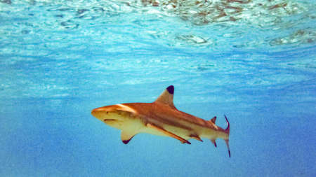 Blacktip reef shark (Carcharhinus melanopterus) in the shallow water, Maldives