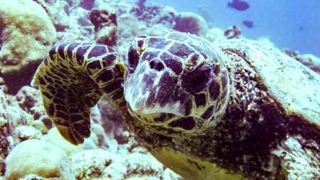 Hawksbill sea turtle in lagoon of Indian Ocean, Maldives
