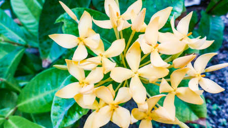 Beautiful Yellow spike flowers of Ixora in Maldivesの写真素材