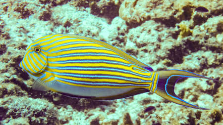 Close up Striped Surgeonfish in Maldivesの写真素材