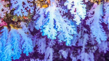 Beautiful, brightly colorful soft corals in cave, Maldivesの写真素材