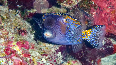 boxfish (Ostracion cubicus) in the Maldives