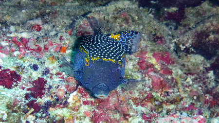 boxfish (Ostracion cubicus) in the Maldives