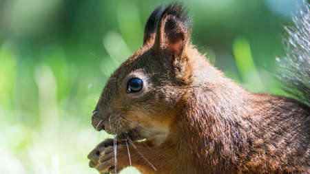 Close up Red squirrel eating nuts in the autumn forest. Tomsk, Siberiaの写真素材