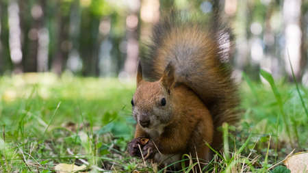 Squirell close up in forest, atumn in Siberiaの写真素材