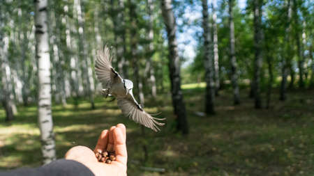 Flying Nuthatch (Sitta europea) with open wings. Tomsk, Siberiaの写真素材