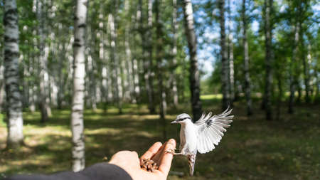 Flying Nuthatch (Sitta europea) with open wings. Tomsk, Siberiaの写真素材
