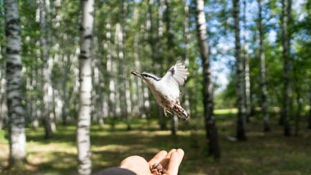 Flying Nuthatch (Sitta europea) with open wings. Tomsk, Siberiaの写真素材