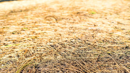 Dry old pine needles on the ground as backgroundの写真素材
